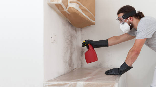 Professional Black Mold Remediation technician working in Des Plaines, IL