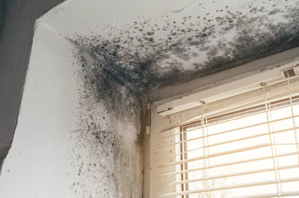 Affordable Black Mold Remediation solutions in Des Plaines, IL